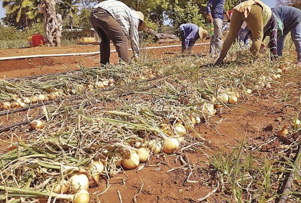 La provincia de Chiriquí registra el mayor porcentaje de siembra de cebolla con 99,4%. La provincia de Chiriquí registra el mayor porcentaje de siembra de cebolla con 99,4%.