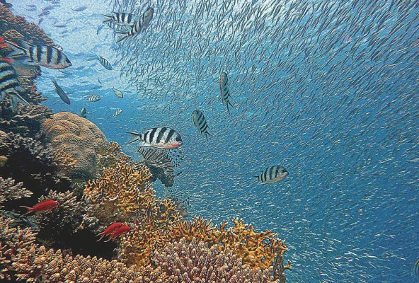 Los ecosistemas marinos son los más vulnerables al impacto del cambio climático. Los ecosistemas marinos son los más vulnerables al impacto del cambio climático.