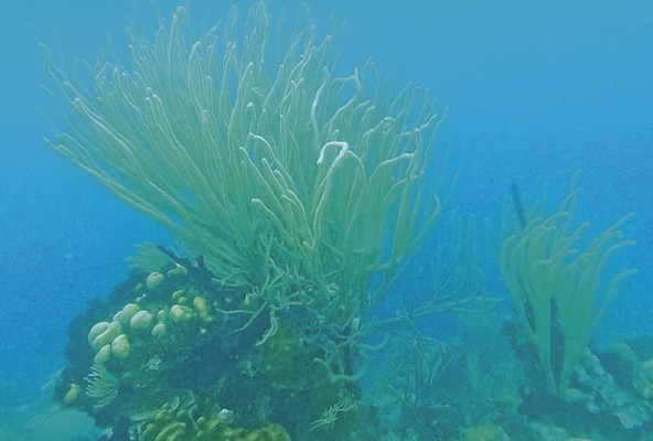 El blanqueamiento ocurre cuando los corales al estresarse por el aumento de la temperatura del agua, expulsan a las microalgas llamadas zooxantelas. El blanqueamiento ocurre cuando los corales al estresarse por el aumento de la temperatura del agua, expulsan a las microalgas llamadas zooxantelas.