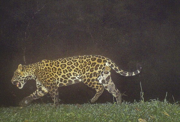 Jaguar en una finca. Jaguar en una finca.