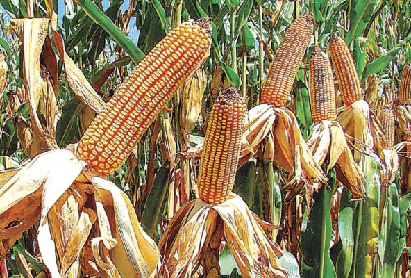 Los precios del maíz crecieron un 89.9% por encima respecto al mismo mes de 2020. Los precios del maíz crecieron un 89.9% por encima respecto al mismo mes de 2020.