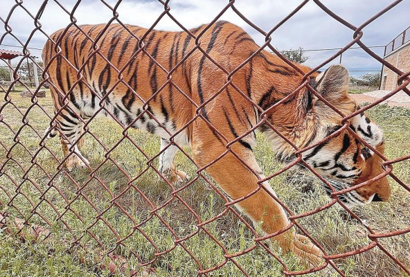 Un tigre camina en el santuario Santuaai. Un tigre camina en el santuario Santuaai.