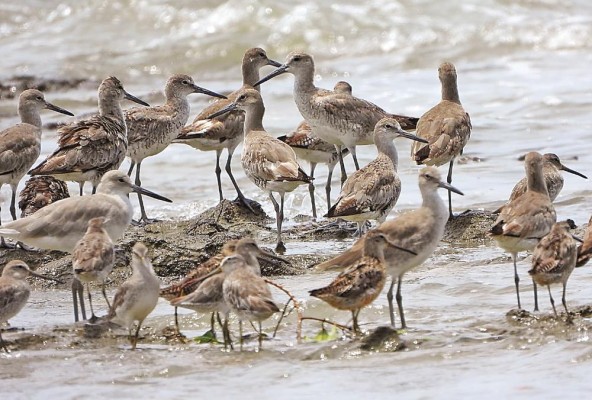 Las aves migratorias playeras son las principales beneficiadas en los humedales. Las aves migratorias playeras son las principales beneficiadas en los humedales.
