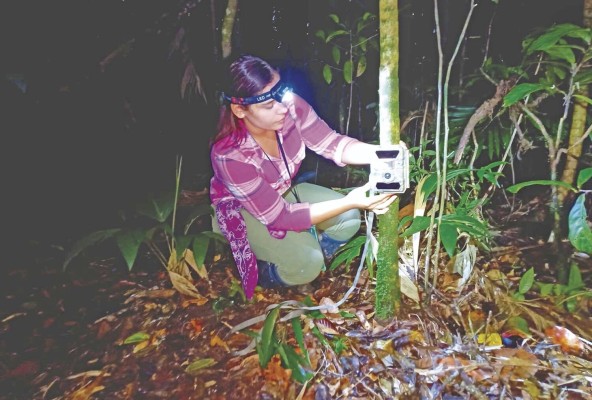 El monitoreo con cámaras trampa en el suelo y en el dosel del bosque permite conocer las especies presentes y sus interacciones. El monitoreo con cámaras trampa en el suelo y en el dosel del bosque permite conocer las especies presentes y sus interacciones.