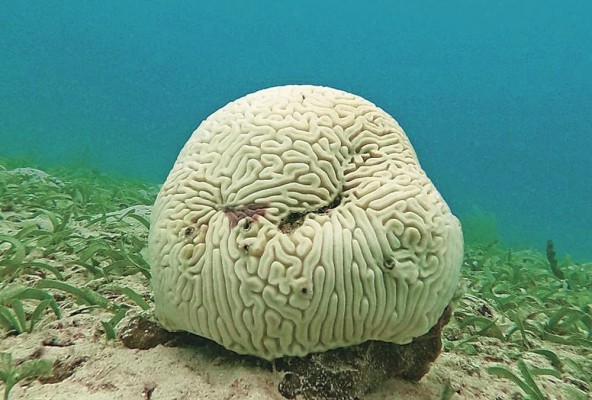 Los arrecifes de coral están entre los ambientes más amenazados por este fenómeno. Los arrecifes de coral están entre los ambientes más amenazados por este fenómeno.