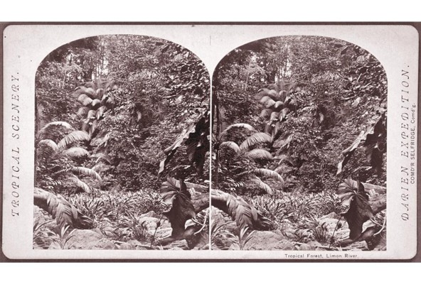 Bosque tropical, expedición a Darién, Panamá, 1871. The New York Public Library. Bosque tropical, expedición a Darién, Panamá, 1871. The New York Public Library.