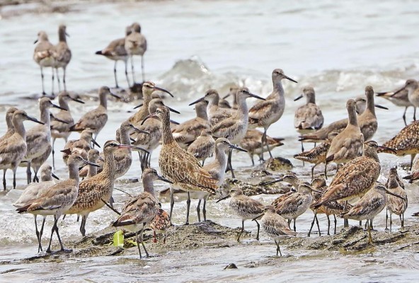 Durante una gira por los humedales de la comunidad El Salado, en Aguadulce, se pudo observar aves playeras como el zarapito trinador, el ostrero americano y el playero aliblanco. Durante una gira por los humedales de la comunidad El Salado, en Aguadulce, se pudo observar aves playeras como el zarapito trinador, el ostrero americano y el playero aliblanco.