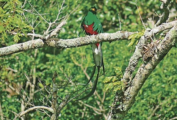 Es un ave de cola larga e impresionantes colores, catalogada como una de las más hermosas de Panamá, puesto que el quetzal atrae la mirada de propios y turistas y verlo volar es todo un espectáculo. Es un ave de cola larga e impresionantes colores, catalogada como una de las más hermosas de Panamá, puesto que el quetzal atrae la mirada de propios y turistas y verlo volar es todo un espectáculo.