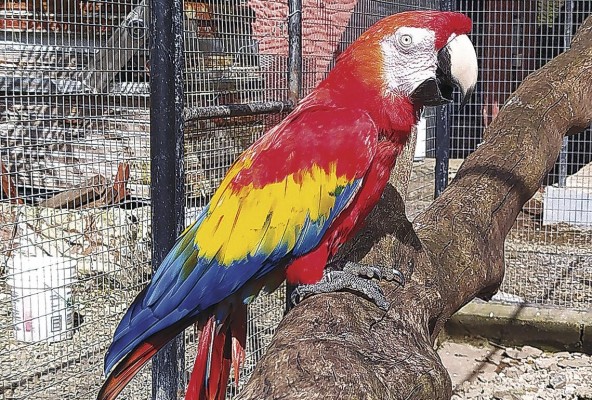 Aves endémicas de Panamá merecen protección Aves endémicas de Panamá merecen protección