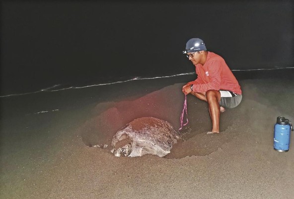 Los transmisores envían información sobre los desplazamientos de las tortugas después de anidar. Los transmisores envían información sobre los desplazamientos de las tortugas después de anidar.