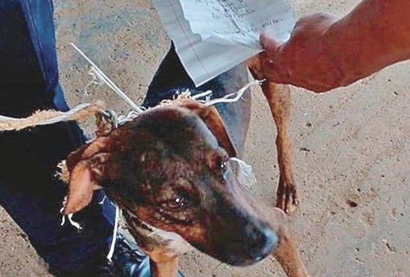 Un perro servía de cartero para la venta de presunta droga en la cárcel La Joya. Un perro servía de cartero para la venta de presunta droga en la cárcel La Joya.