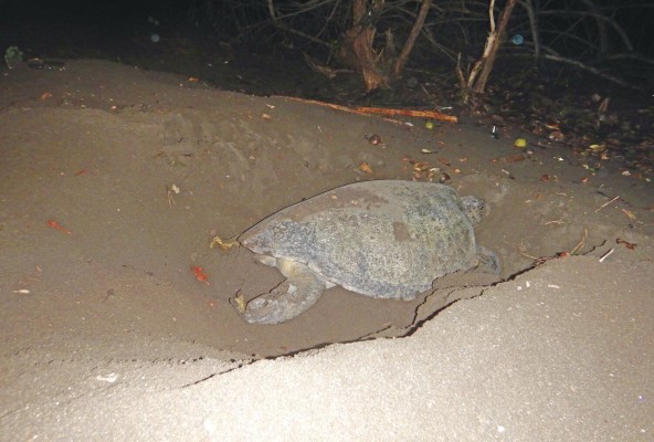 La tortuga verde anida durante la estación seca de Panamá. La tortuga verde anida durante la estación seca de Panamá.