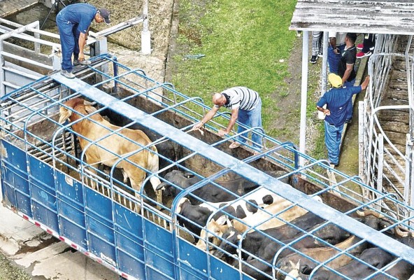 Ganaderos arrean reses a un camión en una finca en Panamá, un país libre en un 90% del gusano barrenador. Ganaderos arrean reses a un camión en una finca en Panamá, un país libre en un 90% del gusano barrenador.