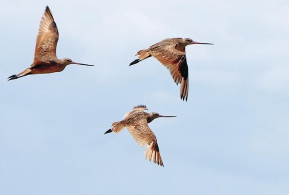 Se estima que existen alrededor de 217 especies de aves migratorias y residentes. Se estima que existen alrededor de 217 especies de aves migratorias y residentes.