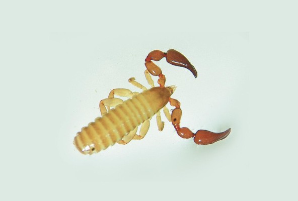 Hembra de 'Paratemnoides nidificator' Hembra de 'Paratemnoides nidificator'