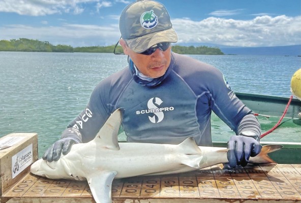 Un investigador del Parque Nacional Galápagos le toma las medidas a una cría de tiburón. Un investigador del Parque Nacional Galápagos le toma las medidas a una cría de tiburón.