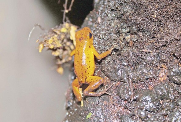 Ranita venenosa de fresa Oophaga pumilio Ranita venenosa de fresa Oophaga pumilio