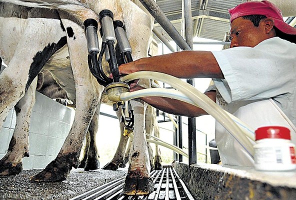 Los productores afirman que la producción local es suficiente para satisfacer el mercado nacional Los productores afirman que la producción local es suficiente para satisfacer el mercado nacional