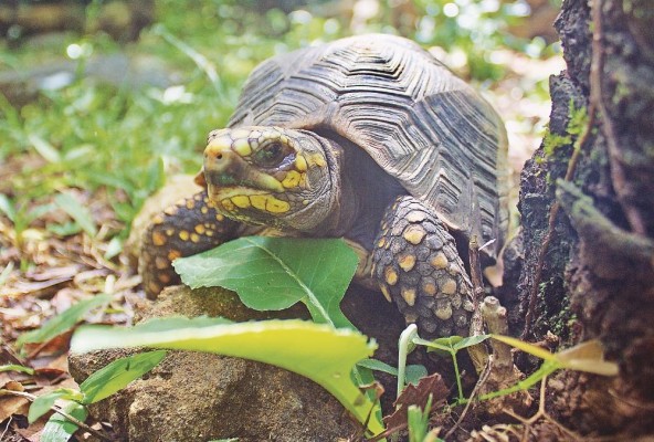 Tortuga terrestre de patas rojas Chelonoidis carbonaria Tortuga terrestre de patas rojas Chelonoidis carbonaria