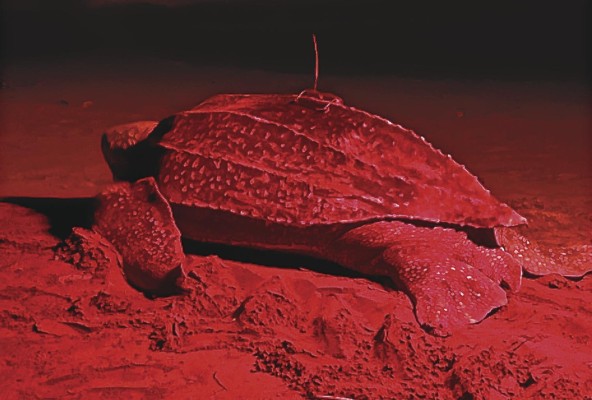 La CUper-ina II, ha recorrido 4.414 kilómetros y se encuentra en el golfo de México. La CUper-ina II, ha recorrido 4.414 kilómetros y se encuentra en el golfo de México.