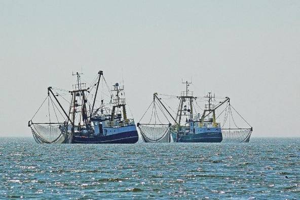 Los buques de pesca de captura y buques relacionados a esta actividad deberán usar la plataforma e-LAND para desembarcar. Los buques de pesca de captura y buques relacionados a esta actividad deberán usar la plataforma e-LAND para desembarcar.