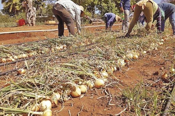 La provincia de Chiriquí registra el mayor porcentaje de siembra de cebolla con 99,4%. La provincia de Chiriquí registra el mayor porcentaje de siembra de cebolla con 99,4%.