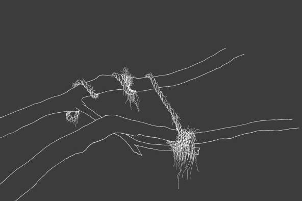 Pieza de 'Ropes and Mangroves', dibujos inspirados en Alexander Von Humboldt Pieza de 'Ropes and Mangroves', dibujos inspirados en Alexander Von Humboldt
