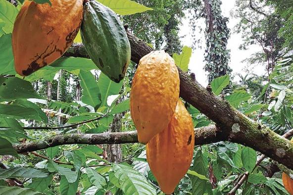 La combinación microbioma y genética del cacao elevan la tolerancia y el biocontrol de patógenos. La combinación microbioma y genética del cacao elevan la tolerancia y el biocontrol de patógenos.