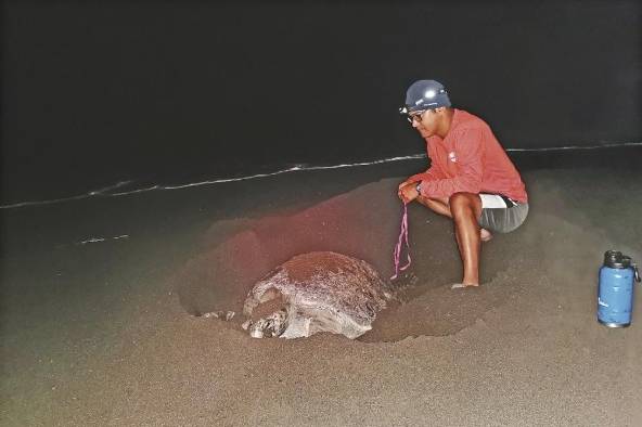 Los transmisores envían información sobre los desplazamientos de las tortugas después de anidar. Los transmisores envían información sobre los desplazamientos de las tortugas después de anidar.