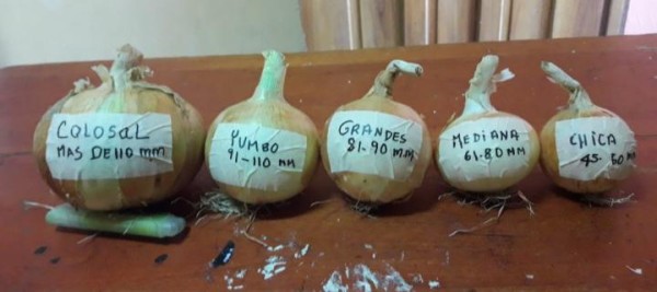 En Panamá se pueden comercializar cinco tamaños de cebolla, las más buscadas son la chica, la mediana y la grande. En Panamá se pueden comercializar cinco tamaños de cebolla, las más buscadas son la chica, la mediana y la grande.