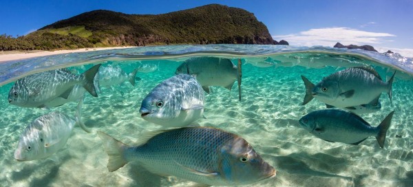 Las aguas internacionales representan dos tercios de los océanos del mundo. Las aguas internacionales representan dos tercios de los océanos del mundo.