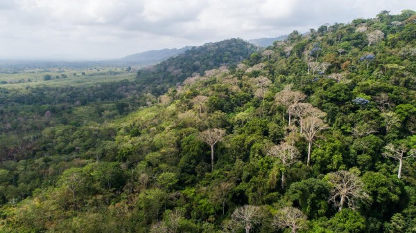 La reforestación de sitios áridos ayudan a prevenir el calentamiento global. La reforestación de sitios áridos ayudan a prevenir el calentamiento global.