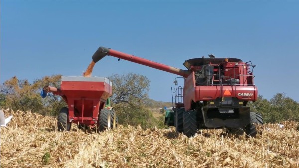 Cosecha de maíz en grano. Cosecha de maíz en grano.