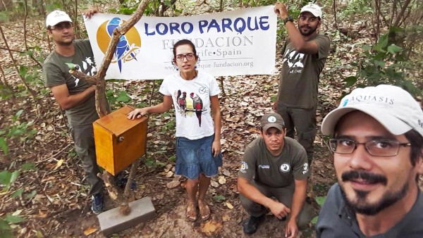 Las labores de marcaje han resultado fundamentales, porque permiten obtener datos de movimiento y distribución de los periquitos. Las labores de marcaje han resultado fundamentales, porque permiten obtener datos de movimiento y distribución de los periquitos.
