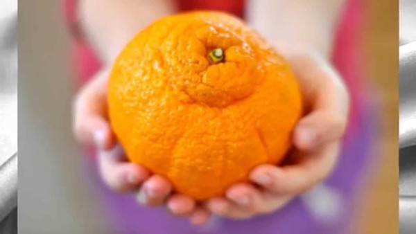 Como su nombre sugiere, son de origen japonés, donde tradicionalmente se cultivaban, sin embargo han llegado a California donde se les conoce con el nombre de “Sumo”, donde pueden conseguirse por 80 dólares la media docena. Como su nombre sugiere, son de origen japonés, donde tradicionalmente se cultivaban, sin embargo han llegado a California donde se les conoce con el nombre de “Sumo”, donde pueden conseguirse por 80 dólares la media docena.