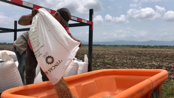 Se requiere de infraestructura necesaria para el secado de la semilla de arroz certificado. Se requiere de infraestructura necesaria para el secado de la semilla de arroz certificado.