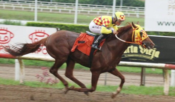 ‘El Rojo’ con su triunfo se convertiría en el XV Triple Coronado del hipismo panameño. ‘El Rojo’ con su triunfo se convertiría en el XV Triple Coronado del hipismo panameño.