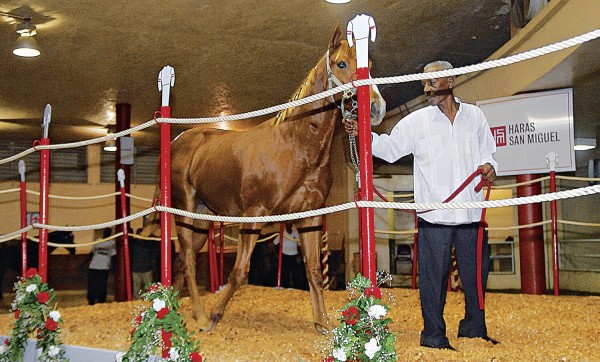 Desde las 7:00 p.m., el martillo comenzará a sonar en la subasta del Haras San Miguel. Desde las 7:00 p.m., el martillo comenzará a sonar en la subasta del Haras San Miguel.