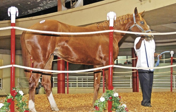 La subasta del haras San Miguel del 8 de octubre ha levantado positivos comentarios, por la calidad de los ejemplares a la venta. La subasta del haras San Miguel del 8 de octubre ha levantado positivos comentarios, por la calidad de los ejemplares a la venta.