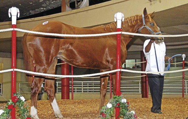 'Fulo Rubio' (6), hijo de 'Forever And Ever', criado en el haras San Miguel, campeón dosañero y ganador clásico en su momento. 'Fulo Rubio' (6), hijo de 'Forever And Ever', criado en el haras San Miguel, campeón dosañero y ganador clásico en su momento.