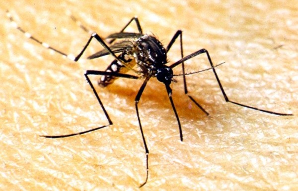El dengue es una de las enfermedades infecciosas que no tiene vacuna e infecta a más de 400 mil personas al año a través del mosquito Aedes Aegypti. El dengue es una de las enfermedades infecciosas que no tiene vacuna e infecta a más de 400 mil personas al año a través del mosquito Aedes Aegypti.
