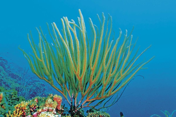 La gran mayoría de los estudios del bentos marino en Panamá corresponde a los realizados en el litoral arenoso o playas, o bien litoral fangosos o fango (fangales). La gran mayoría de los estudios del bentos marino en Panamá corresponde a los realizados en el litoral arenoso o playas, o bien litoral fangosos o fango (fangales).