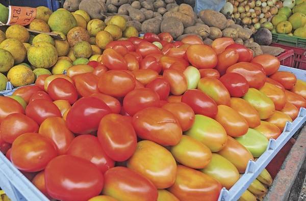 En Panamá, hace más de 20 años la producción tomatera se ha intensificado en la región de Azuero En Panamá, hace más de 20 años la producción tomatera se ha intensificado en la región de Azuero