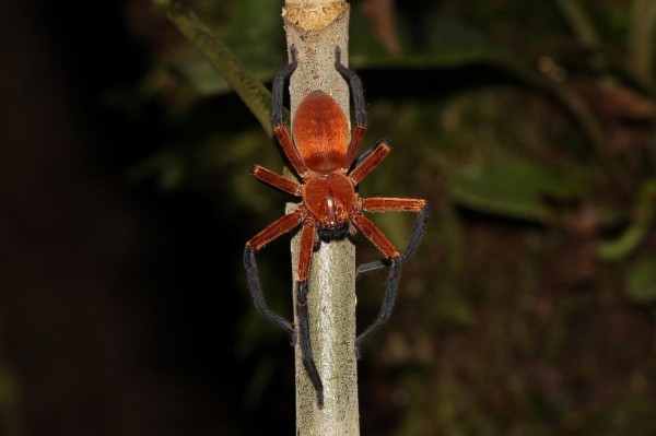 Fotografía cedida hoy por Pedro Peñaherrera que muestra a la araña cangrejo gigante, recién descubierta en el Parque Nacional Yasuní (Ecuador). Fotografía cedida hoy por Pedro Peñaherrera que muestra a la araña cangrejo gigante, recién descubierta en el Parque Nacional Yasuní (Ecuador).