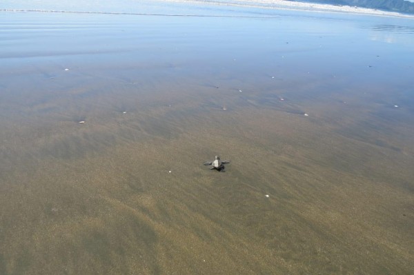 Luego de nacer las tortugas solo pueden demorar tres horas fuera del agua salada. Luego de nacer las tortugas solo pueden demorar tres horas fuera del agua salada.