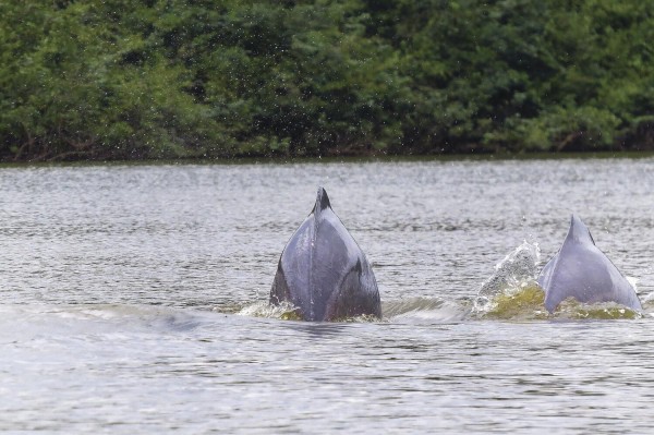 Delfines rosados son una gran atracción turística en San José del Guaviare. Delfines rosados son una gran atracción turística en San José del Guaviare.