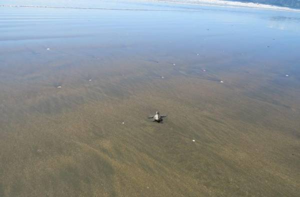 Luego de nacer las tortugas solo pueden demorar tres horas fuera del agua salada. Luego de nacer las tortugas solo pueden demorar tres horas fuera del agua salada.