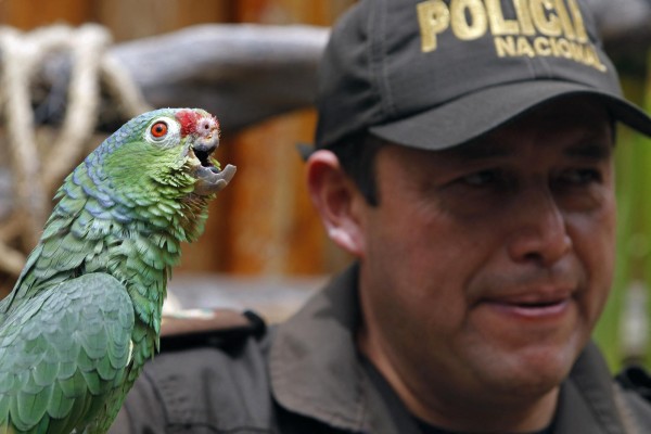 Un pájaro encontrado con el pico roto y signos de maltrato es visto en el centro de rescate El Jardín de Alado en el sector Ilalo en Quito, Ecuador Un pájaro encontrado con el pico roto y signos de maltrato es visto en el centro de rescate El Jardín de Alado en el sector Ilalo en Quito, Ecuador