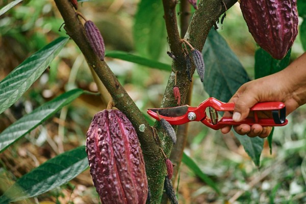 Fotografía del 24 de octubre del 2023, cedida por Porter Novelli, donde se observa el corte del Cacao. Fotografía del 24 de octubre del 2023, cedida por Porter Novelli, donde se observa el corte del Cacao.