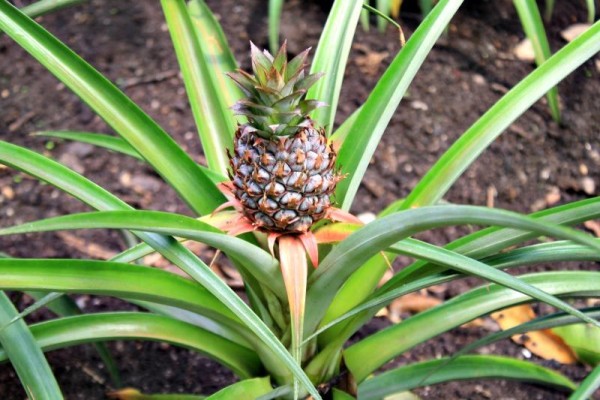 Piña de los jardines perdidos de Heligan. Piña de los jardines perdidos de Heligan.